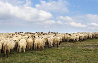Ποιοι κτηνοτρόφοι δεν θα πληρωθούν την αποζημίωση για την απώλεια εισοδήματος