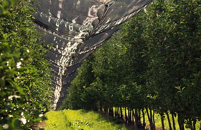 Πληρωμές de minimis για το προανθικό 2021 – τι αναφέρει το ΦΕΚ