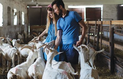 Πιστώθηκαν 7,72 εκ. ευρώ σε κτηνοτρόφους της Λέσβου για θανατωθέντα ζώα και ακολουθεί η πληρωμή για ζωοτροφές