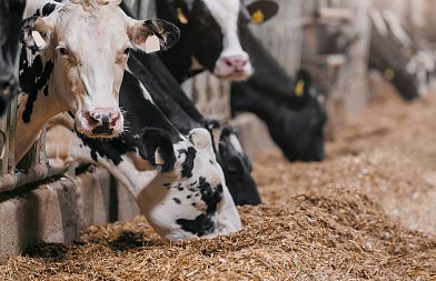 Αντιδιατροφικοί παράγοντες στις ζωοτροφές: πώς επηρεάζουν την απόδοση των ζώων και πώς αντιμετωπίζονται