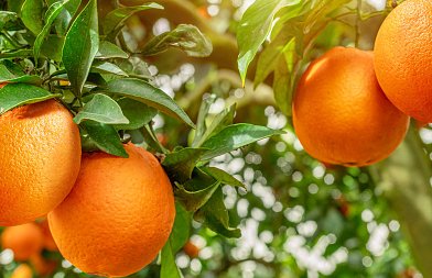 Ξεκίνησαν οι κοπές στις Ναβαλίνες, έχουμε καλές ποιότητες φέτος στα πορτοκάλια, που κυμαίνονται οι τιμές