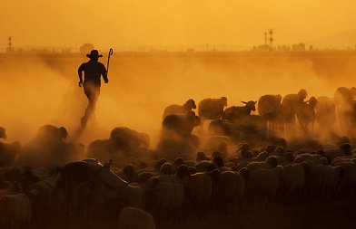 Στην Θεσσαλία τρεις νέες συλλήψεις κτηνοτρόφων για παράνομη βόσκηση, αναζητούν έναν ακόμη