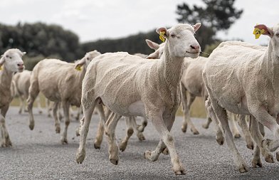 Τσιάρας: «Κάνουμε ένα γενναίο βήμα για τη στήριξη της ελληνικής κτηνοτροφίας».