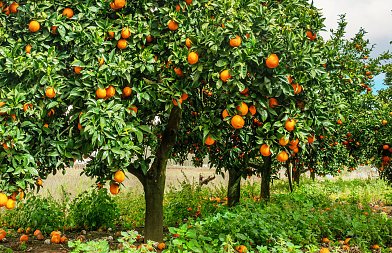 Πορτοκάλια: Που είναι οι τιμές, ξεκίνησαν οι καλλιεργητικές εργασίες, προβλέψεις παγκόσμιας παραγωγής και εξαγωγών