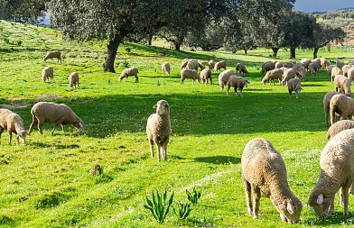 Τεχνητοί λειμώνες: Πώς η σωστή επιλογή φυτών ενισχύει τη βόσκηση και την ποιοτική νομή