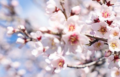 Στην ανθοφορία οι αμυγδαλιές ομαλά εξελίσσεται η καλλιέργεια, κίνδυνος οι χαμηλές θερμοκρασίες αυτή την εποχή