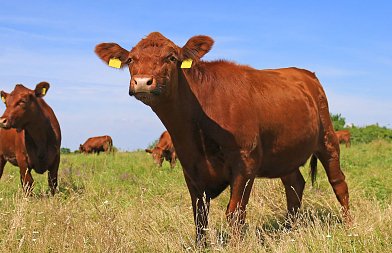 Λύση στα μη επιλέξιμα «πορτοκαλί» βοσκοτόπια - αγροτεμάχια και πρόσθετη πληρωμή συνδεδεμένης ζητούν οι βοοτρόφοι