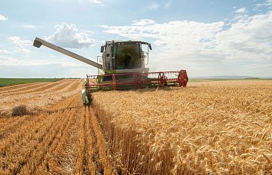 Σιτάρι: πώς διαμορφώνεται η αγορά τα επόμενα χρόνια - Τάσεις και ισορροπίες