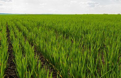 Σιτηρά: Μυκητολογικές ασθένειες και τροφοπενίες – Τι να προσέξουν οι παραγωγοί