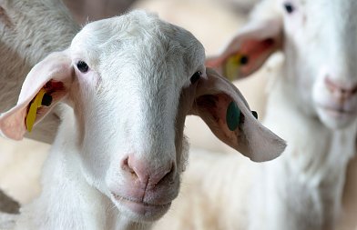 Αιγοπρόβατα: Υποχρεωτικός ηλεκτρονικός βώλος σε εκτροφές άνω των 900 αιγοπροβάτων, από 2027 προβλέπεται καθολική εφαρμογή