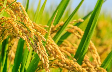 Οι ευρωπαίοι παραγωγοί ρυζιού βρίσκονται «στο χείλος του γκρεμού» από τις ανεξέλεγκτες εισαγωγές