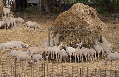 O Αντώνης Πολίτης είναι ο Υπεύθυνος Επικοινωνίας και διοικητικός υπάλληλος του Αγροτικού Συνεταιρισμού Ζαγοράς Πηλίου (Zagorin)