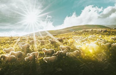 Τέρμα η «τεχνική λύση» – Νέο πλαίσιο κατανομής βοσκοτόπων σύμφωνο με την ΚΑΠ