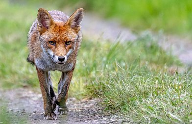 Αλεπούδες, τσακάλια και λύκοι: Ο αθέατος κίνδυνος των μεταδιδόμενων ασθενειών στα κοπάδια