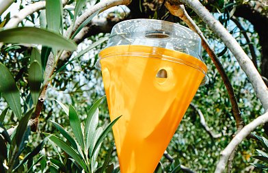 Περιοχές που διενεργήθηκε δακοκτονία το 2025-2026 και πως υπολογίζεται η εισφορά που πληρώνουν οι παραγωγοί