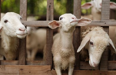 Μέχρι τέλος Απριλίου πληρώνονται κτηνοτρόφοι αποζημιώσεις αλλά όχι de minimis για ζωοτροφές
