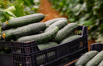 Αυξημένη ζήτηση για εξαγωγές έφεραν άλμα τιμών στα αγγούρια που αναμένεται να συνεχιστεί