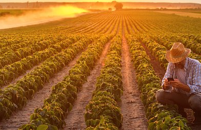 ΥπΑΑΤ: De minimis στο ρύζι, αποζημιώσεις για παγετό και βροχοπτώσεις σε μήλα, αχλάδια, ρόδια, κυδώνια