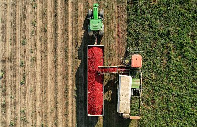 Μείωση τιμών φέτος στην βιομηχανική ντομάτα, σε αυξημένες αποδόσεις ελπίζουν οι παραγωγοί
