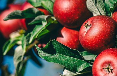 Προβλήματα στις εξαγωγές μήλων λόγω πολέμου στον Κόλπο, στη δικαιοσύνη οι μηλοπαραγωγοί Καστοριάς κατά του ΕΛΓΑ γα προανθικό