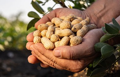 Ολοκληρώνεται η συγκομιδή αραχίδας, προβλήματα φέτος λόγω των βροχοπτώσεων, που κυμάνθηκαν τιμές και αποδόσεις