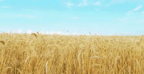 Πράσινο φως από ΕΛΓΑ για ad hoc πρόγραμμα αποζημιώσεων στους παραγωγούς σιτηρών το 2024 ύψους 77 εκ. ευρώ