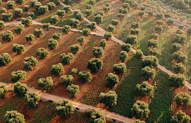 Συνεχίζεται η δήλωση ελαιόδεντρων στο «Ελαιοκομικό Μητρώο», πως γίνεται η εγγραφή και η τροποποίηση