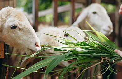 Στο 100% αποζημιώσεις για αφθώδη στη Λέσβο λέει το ΥπΑΑΤ, προσλαμβάνουν διοικητικούς και όχι κτηνίατρους για ζωονόσους