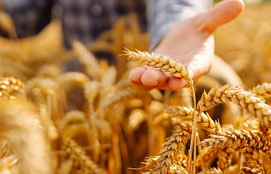 Ρεκόρ στην παγκόσμια παραγωγή σιτηρών – Σταθερή αγορά, αλλά πτωτική πίεση στις τιμές