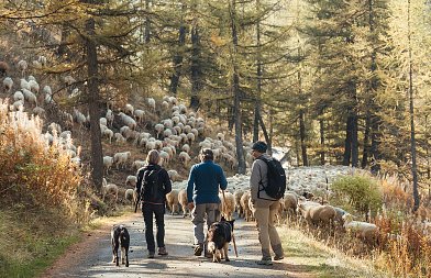 Ετήσια απογραφή ζώων