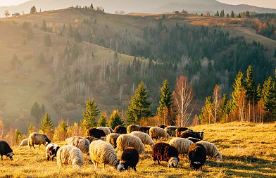 Δεν πείθει η ΑΑΔΕ για νέα κατανομή βοσκοτόπων, συνεχίζει να πληρώνει ο ΟΠΕΚΕΠΕ χωρίς να κάνει καταμέτρηση ζώων