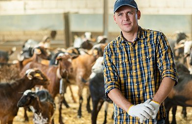 Συνέλαβαν κτηνοτρόφο που έβγαλε για βοσκή 50 κατσίκια στα 300 μέτρα από τον στάβλο