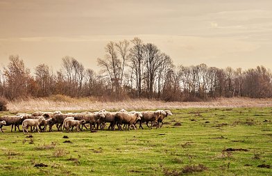 Ευλογιά αιγοπροβάτων: Διευκρινίσεις για τα μέτρα περιορισμού μετακινήσεων σε πληγείσες περιοχές