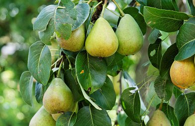 Αχλαδιά: Ασθένειες και εχθροί της περιόδου – Η παρατεταμένη ανθοφορία κρατά εκτεθειμένη την καλλιέργεια