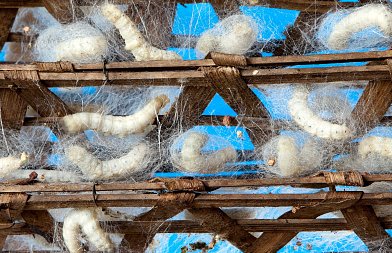 Αλλαγές στον κατάλογο επιχειρήσεων για τη σηροτροφία – Τι ισχύει για τη συνδεδεμένη ενίσχυση 2026