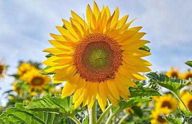 Ηλίανθος: Οι βροχές καθυστερούν τις σπορές στην χώρα μας, τι συμβαίνει στην Ουκρανία με στρέμματα και τιμές