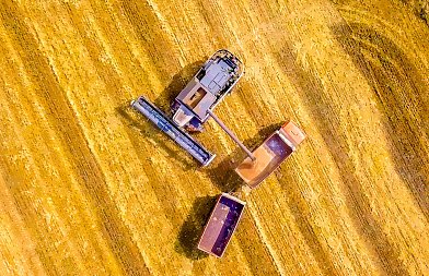 Σιτάρι: Προβλέψεις για την φετινή παραγωγή, την κατανάλωση και τα αποθέματα στην ΕΕ