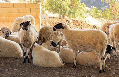 Μηχανική άμελξη αιγοπροβάτων: ευζωία, παραγωγή και ποιότητα γάλακτος στο επίκεντρο