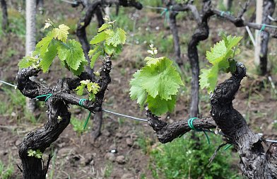 Εγκατάσταση αμπελώνα: Όσα πρέπει να γνωρίζει ο παραγωγός πριν κάνει το μεγάλο βήμα