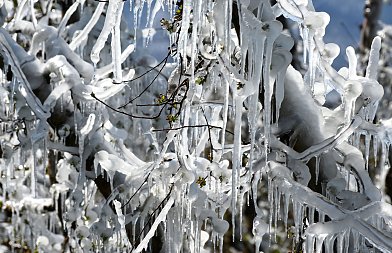 Ανοιξιάτικοι παγετοί: όταν η άνοιξη έρχεται νωρίς και ο λογαριασμός πληρώνεται ακριβά