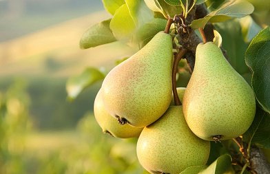 Αχλαδιά: Οι κρίσιμες εργασίες της περιόδου που καθορίζουν την παραγωγή και την ποιότητα