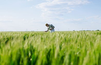 Οι βροχές βοηθούν την καλλιέργεια σιταριού, η τιμή που αγόρασε με διαγωνισμό 60.000 τόνους η Ιορδανία