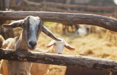 Κτηνοτρόφοι χωρίς περίφραξη και απολυμαντική τάφρο δεν αποζημιώνονται για ευλογιά, πληρωμή ενισχύσεων μόνο με βόλο