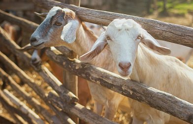 Υπόνοια Αφθώδους Πυρετού σε μονάδα στην Λέσβο, απαγορεύεται έξοδος ζώων, κρέατος και γάλακτος από νησί