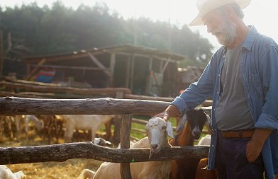 Αφθώδης πυρετός: Επιβεβαιώθηκαν 4 νέα κρούσματα φτάσαμε συνολικά τα 17 στην Λέσβο, οδηγίες διακίνησης για τις ζωοτροφές