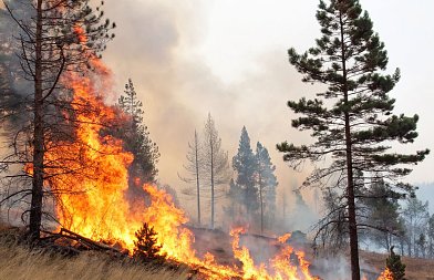 Οι προκαταβολές ανά καλλιέργεια που αφορούν τις αποζημιώσεις στο φυτικό κεφάλαιο από πυρκαγιές