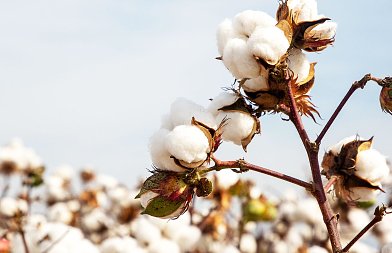 Η παγκόσμια έκταση και παραγωγή βάμβακος προβλέπεται να μειωθούν την καλλιεργητική περίοδο 2026/27