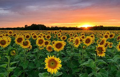Συνεχίζονται οι σπορές στον ηλίανθο, ακόμη δεν έχει υπογραφεί η κατανομή, στα 40 λεπτά εγγυημένη τιμή τα συμβόλαια
