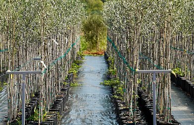 Επιλογή δενδρυλλίων ελιάς: Η βάση για έναν επιτυχημένο ελαιώνα