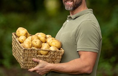 Πατάτες: Στα τελειώματα η Μεσσηνία ενώ ξεκίνησε η Αχαΐα, πτώση τιμών στα 45 λεπτά, ανάγκη στήριξης της καλλιέργειας